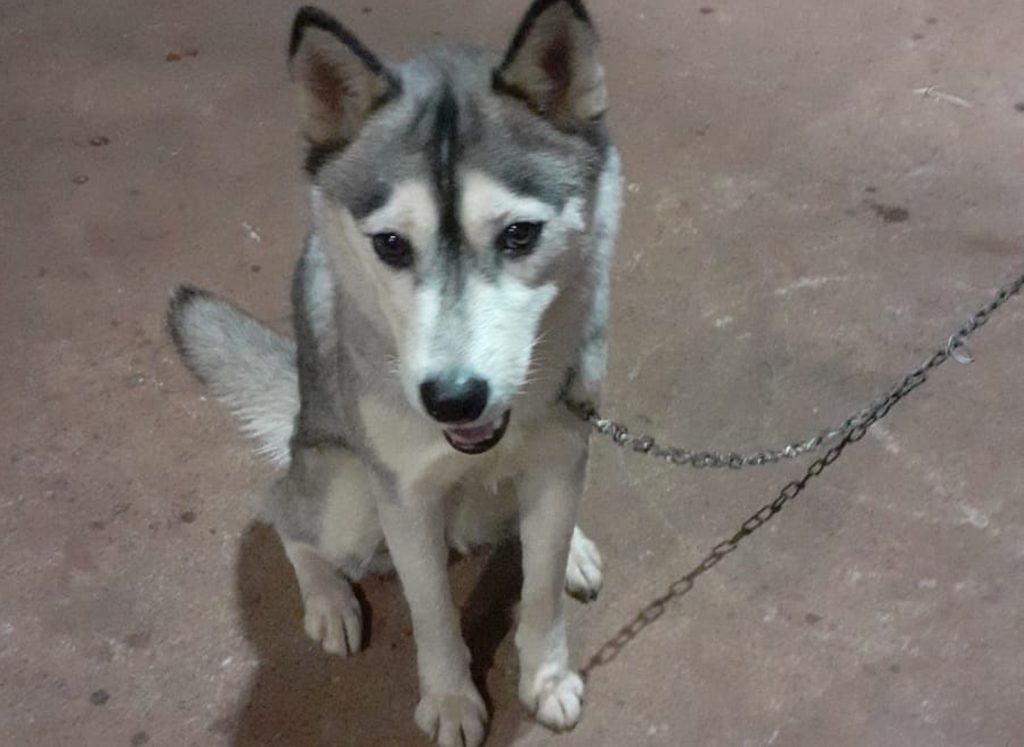 Cachorrinha é encontrada e acolhida no Bairro Interlagos; morador quer devolvê-la ao dono