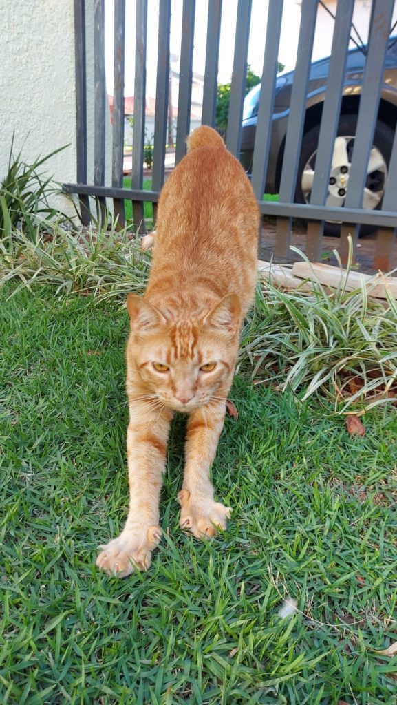 Gato Bolinha desapareceu próximo à UBS do Maria Luiza