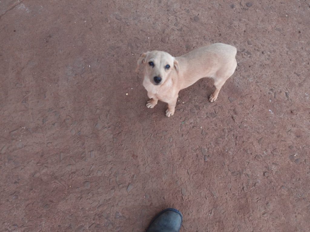 Procura-se a Belinha!