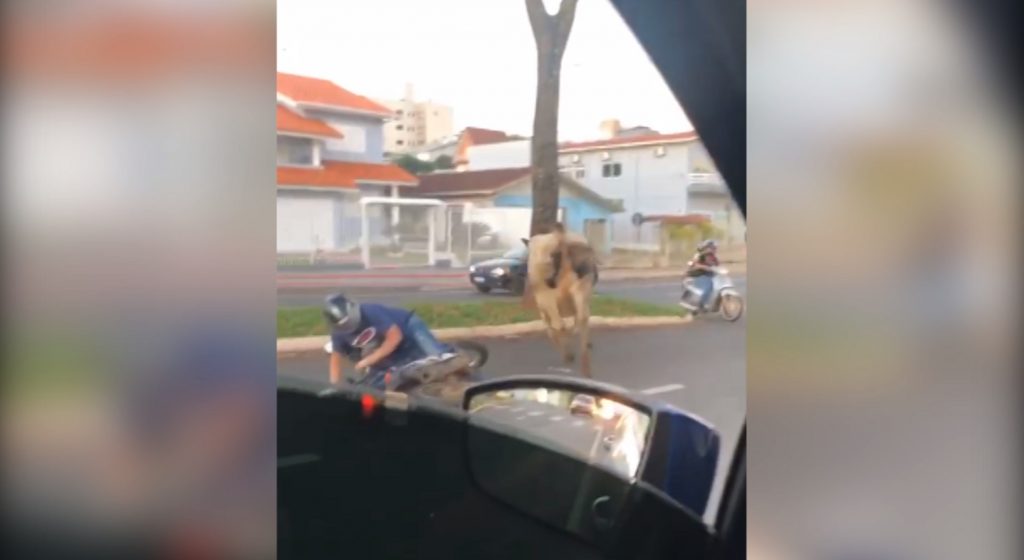 Caminhão carregado com vacas tomba em Chapecó (SC); um dos animais, na fuga, atingiu um motociclista