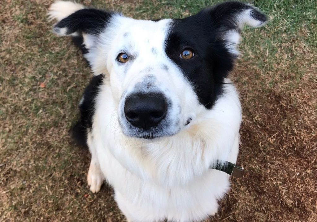 Você viu esse doguinho por aí? Cão ‘Scout’ está desaparecido na região do Parque São Paulo