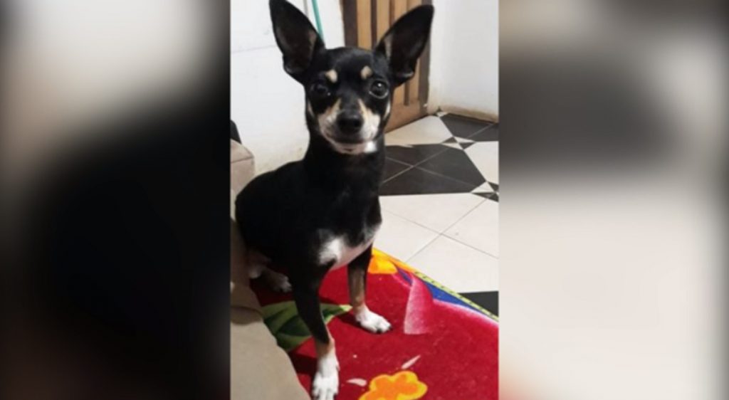 Cachorrinha de estimação está desaparecida na região do Loteamento Belmonte