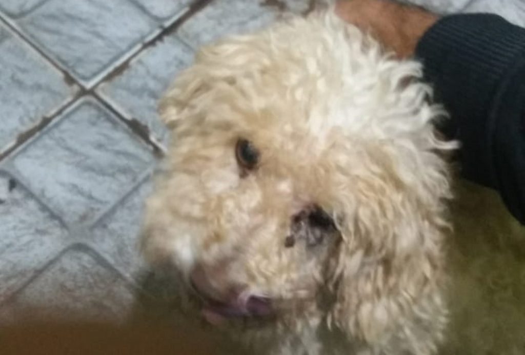 Cachorrinho é encontrado e acolhido na região do Universitário; morador quer devolvê-lo ao dono