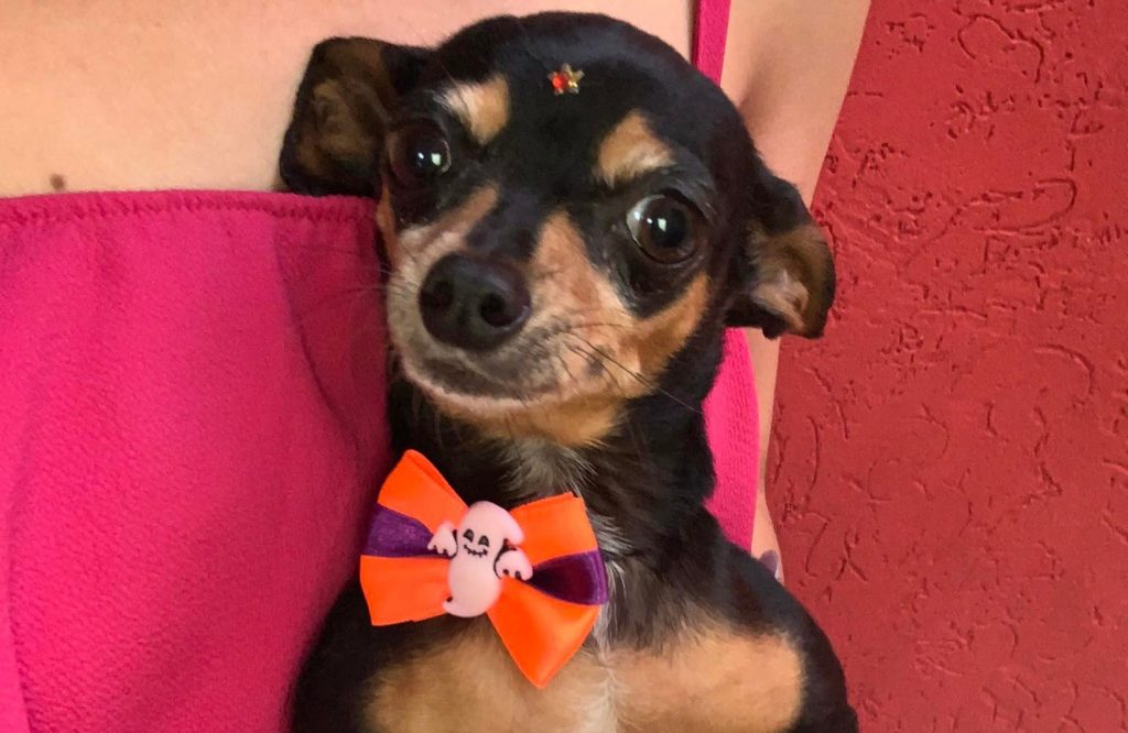 Moradora do Pioneiros Catarinenses oferece recompensa por cachorrinha desaparecida