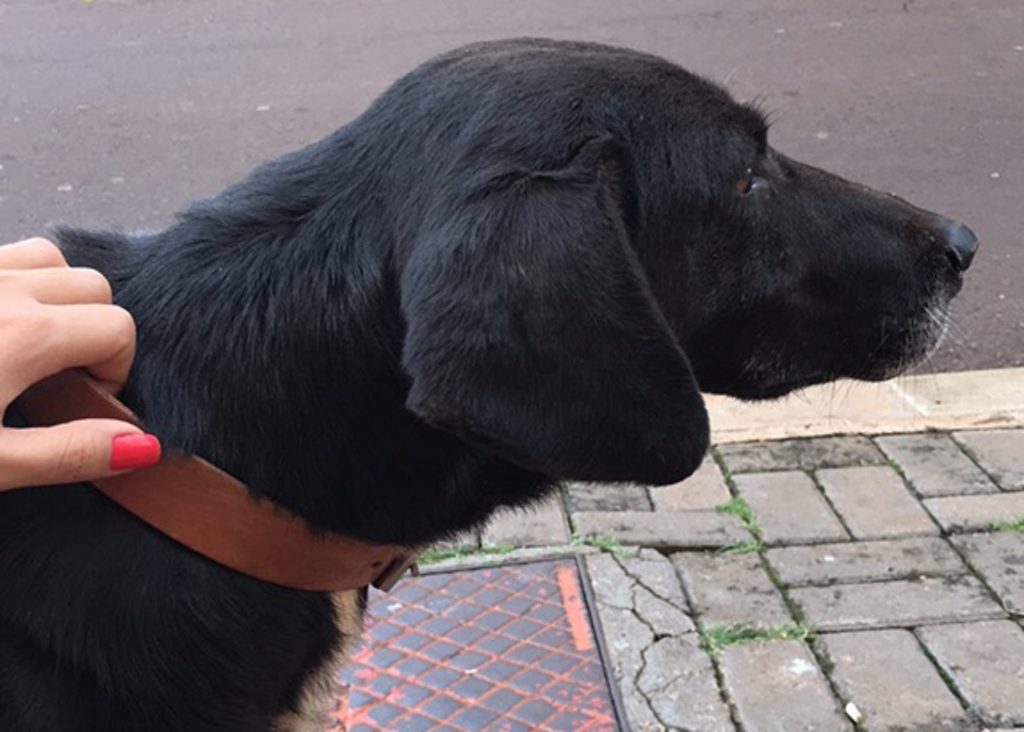 Cachorrinha é encontrada no Centro e internauta deseja devolvê-la aos donos