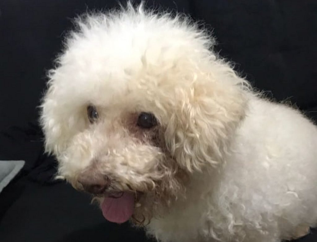 Internauta procura por donos de cachorrinho achado em Cascavel