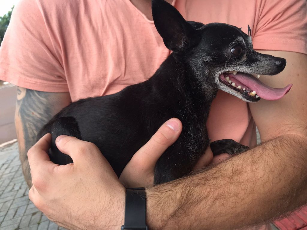 Cachorro é encontrado na Av. Carlos Gomes