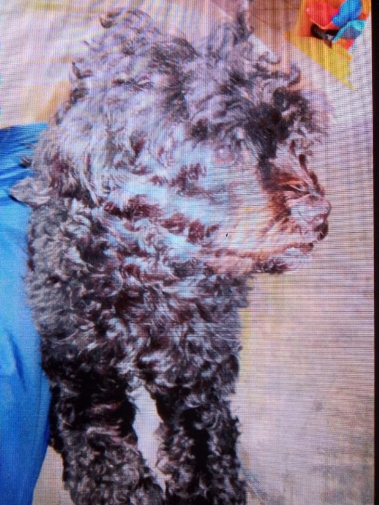 Cachorrinha Daila está sumida em Cascavel