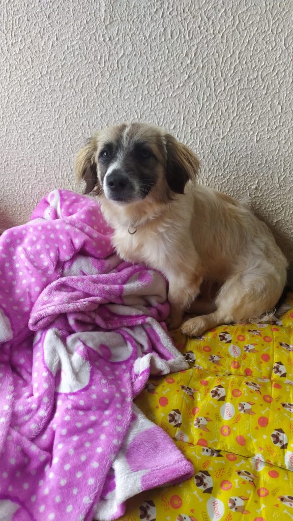 Cachorrinha foi resgatada no São Cristóvão