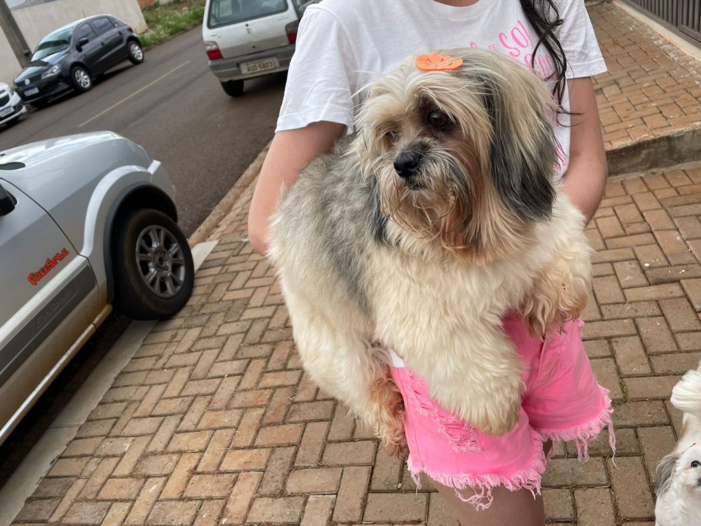 Cachorrinho foi encontrado no Esmeralda