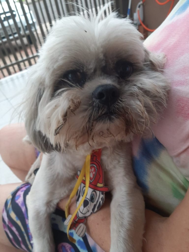 Cachorrinho foi encontrado no Alto Alegre