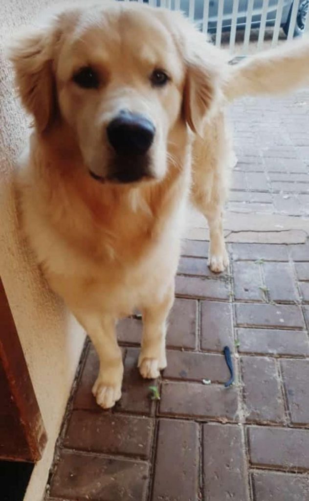 Cão Bobi está sumido na região Esmeralda/Santa Cruz