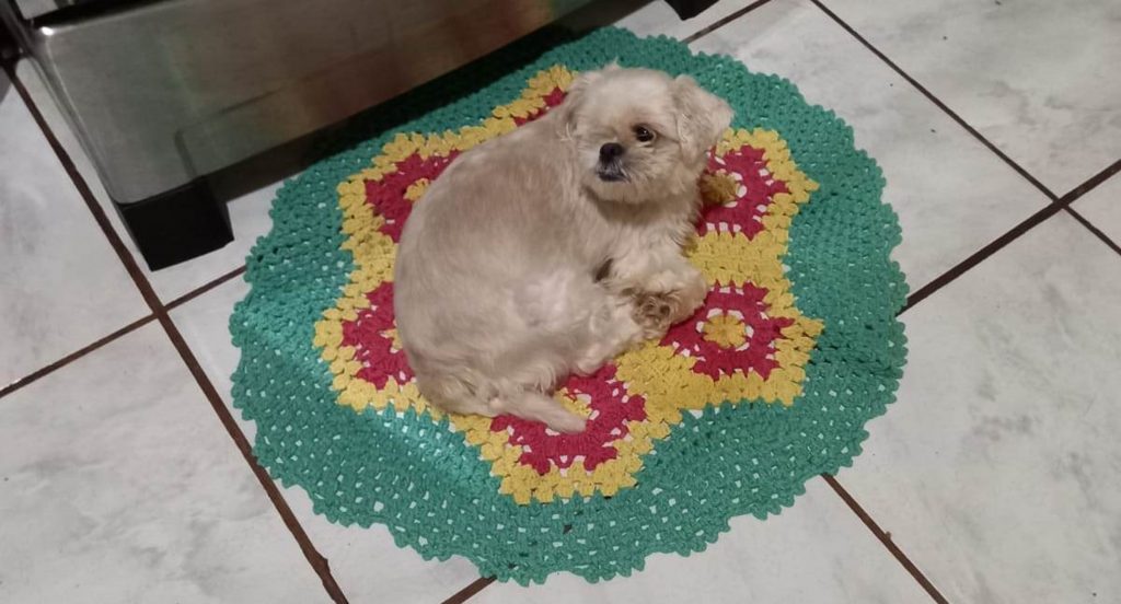 Cachorrinha desapareceu no Cascavel Velho