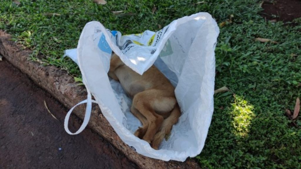 Coletores de material reciclável encontram cachorro junto ao material descartado em Santa Helena