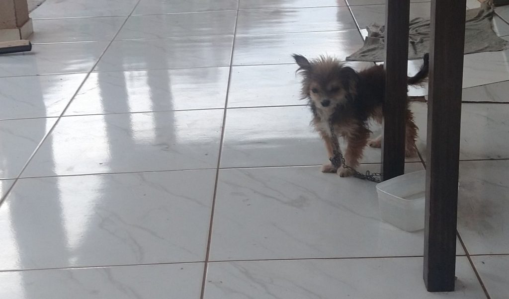 ‘Belinha’ está desaparecida na região do Bairro XIV de Novembro