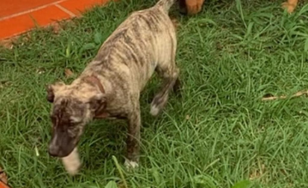 Cachorrinha de estimação está desaparecida na Região do Lago