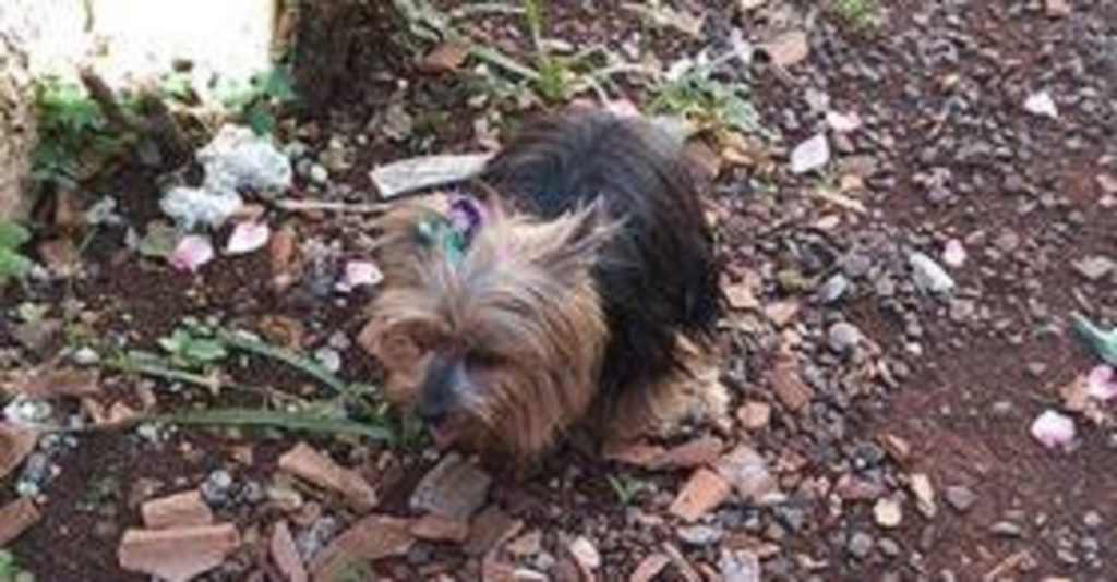 Cachorrinha é encontrada no Consolata