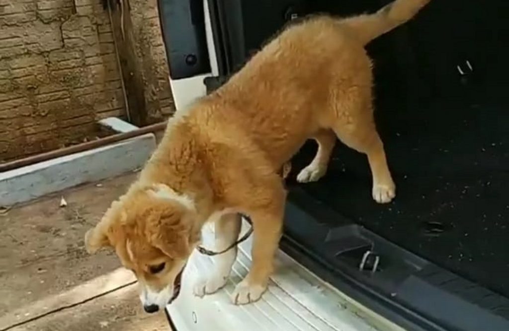 Filhote de cachorrinha está desaparecida na região do Bairro Parque São Paulo; Donos oferecem recompensa
