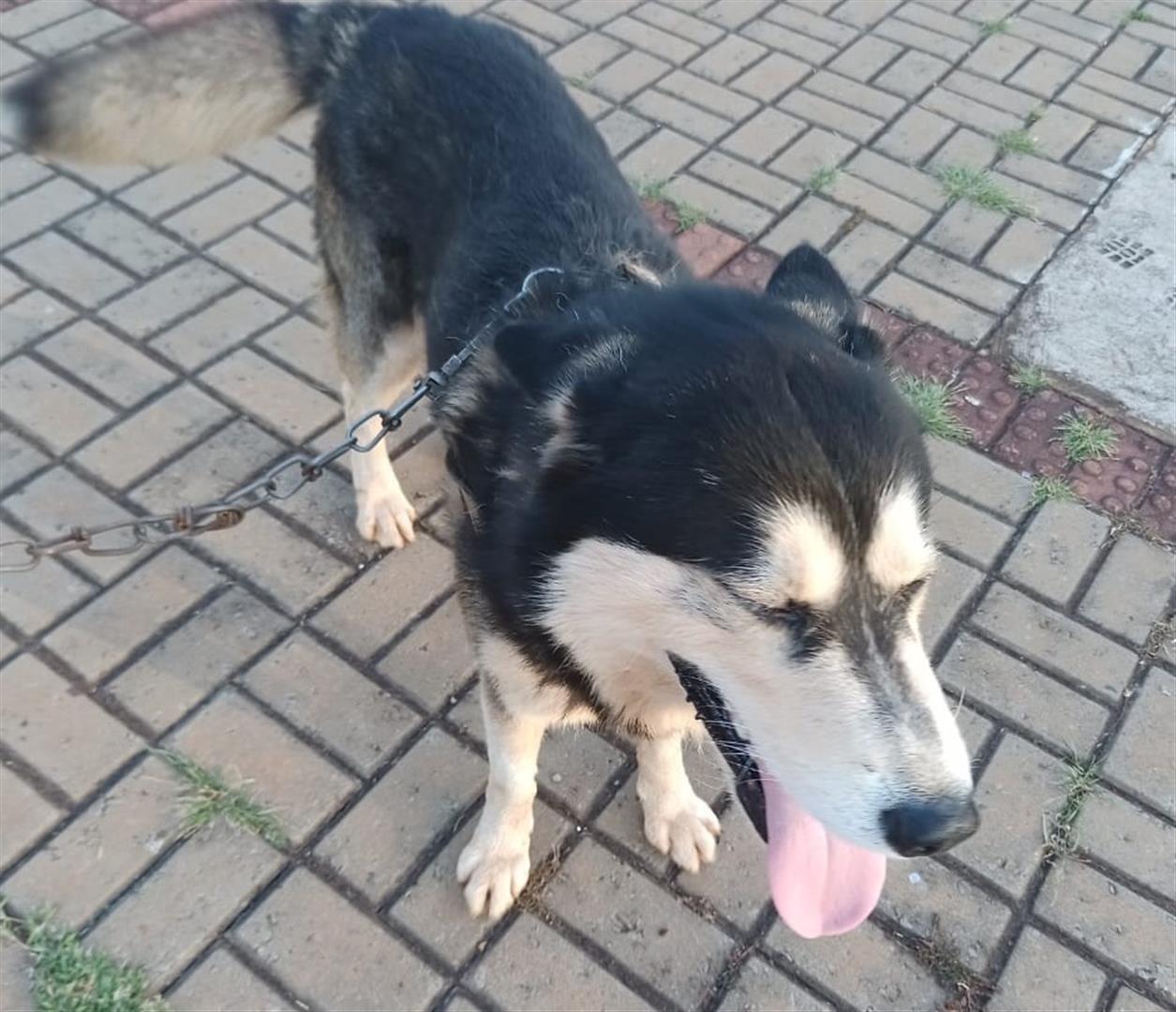 Cachorro que aparenta ser de estimação foi encontrado, perdido, na Rua Jorge Lacerda Imagem referente a Cachorro que aparenta ser de estimação foi encontrado, perdido, na Rua Jorge Lacerda