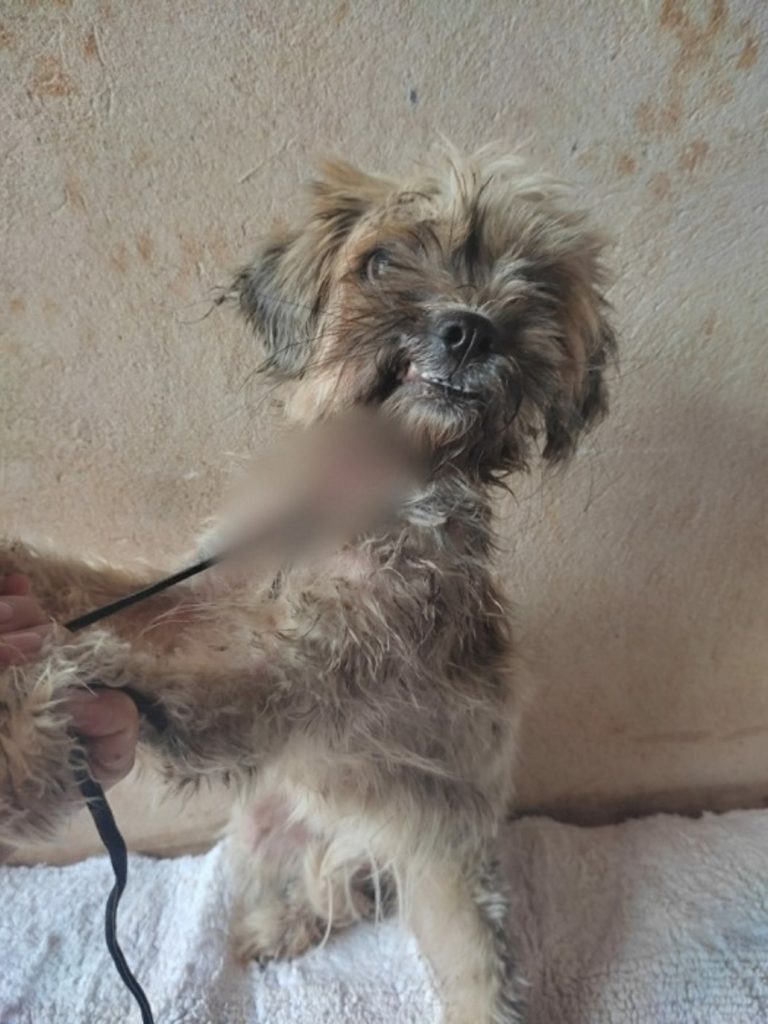Situação de maus-tratos a animais é registrada em Toledo