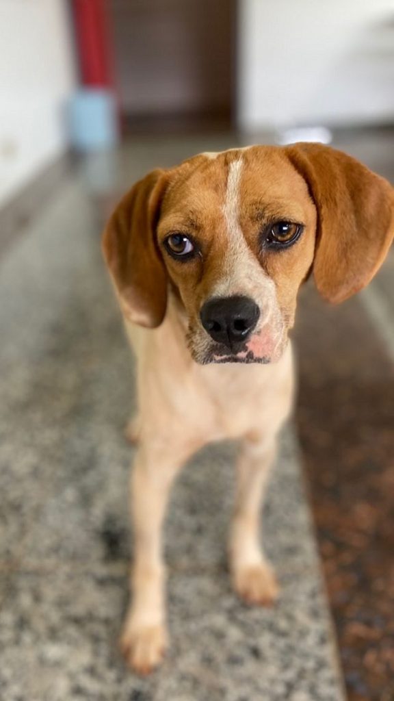Internauta encontra cachorrinha, procura pelo dono ou quem possa adotá-la