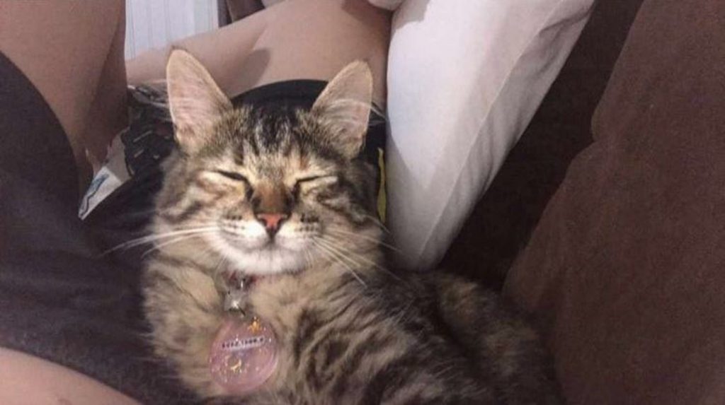 Gatinha sumiu no Montreal; oferece-se recompensa