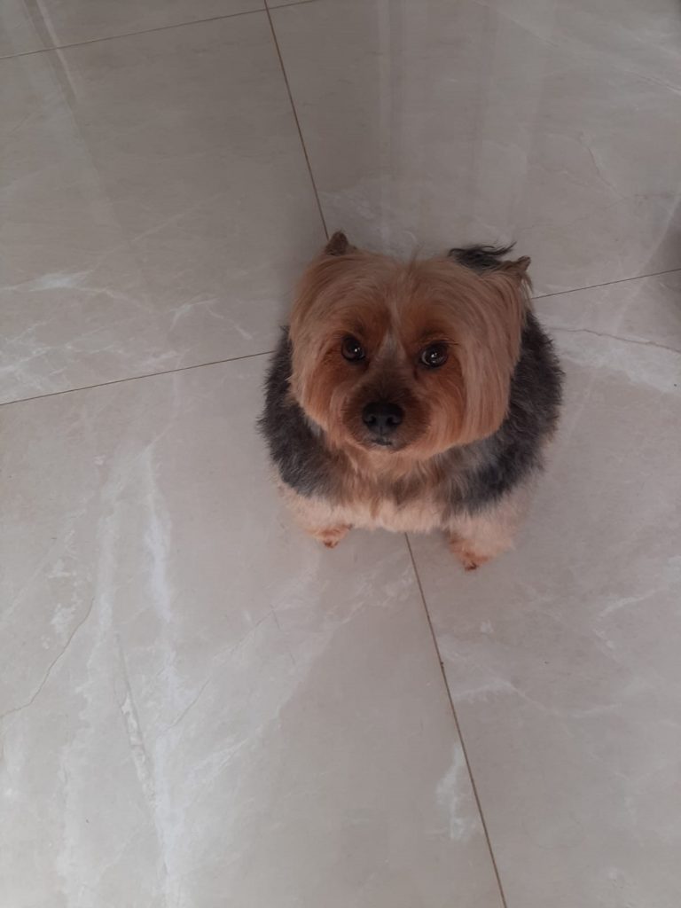 Cachorrinho Leleco sumiu no Parque Verde
