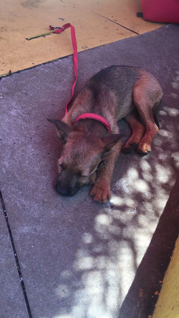 Cachorrinho foi encontrado na Região Norte