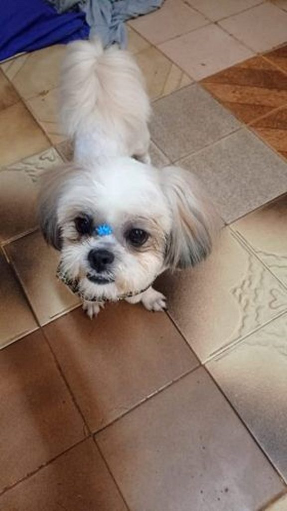 Cachorrinho está desparecido na Região do Lago