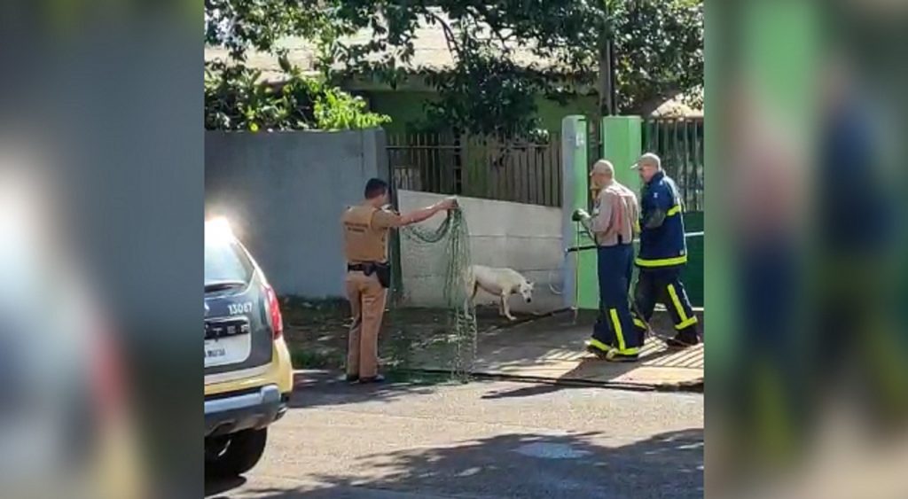Corpo de Bombeiros resgata cães em endereço onde rapaz foi esfaqueado no Bairro Parque São Paulo