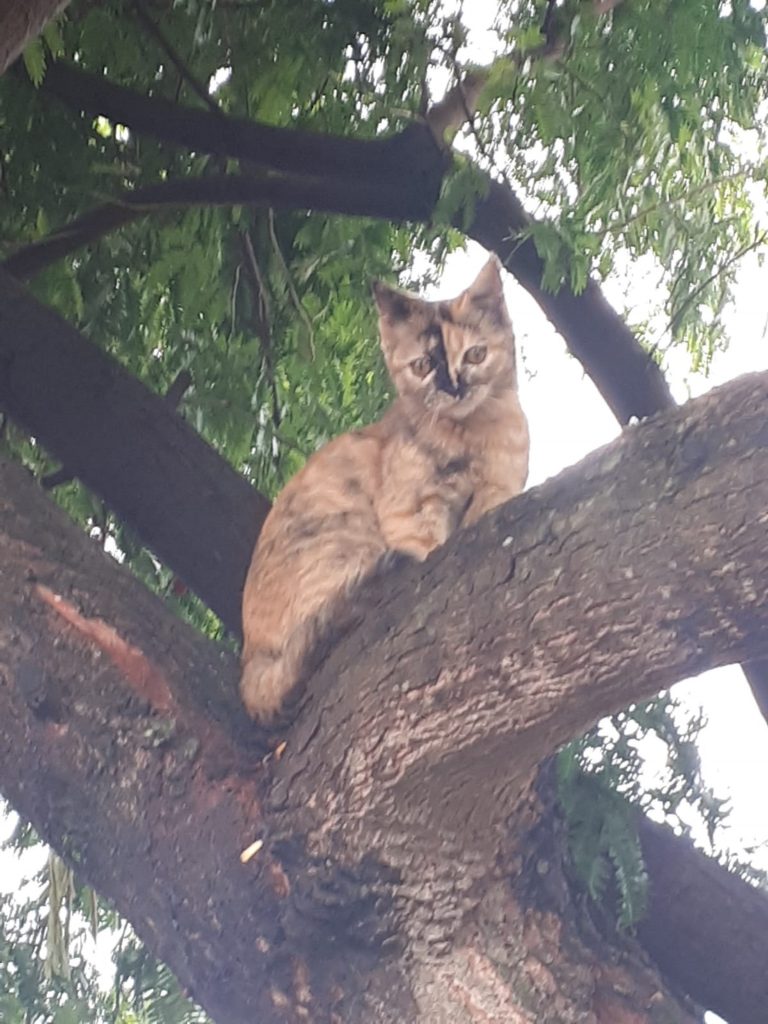 Gatinha Maia sumiu na região do Parque São Paulo