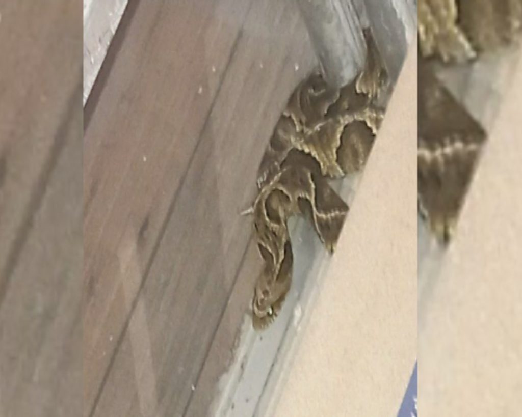 Cobra Cascavel é encontrada por morador em casa no Jardim Veredas
