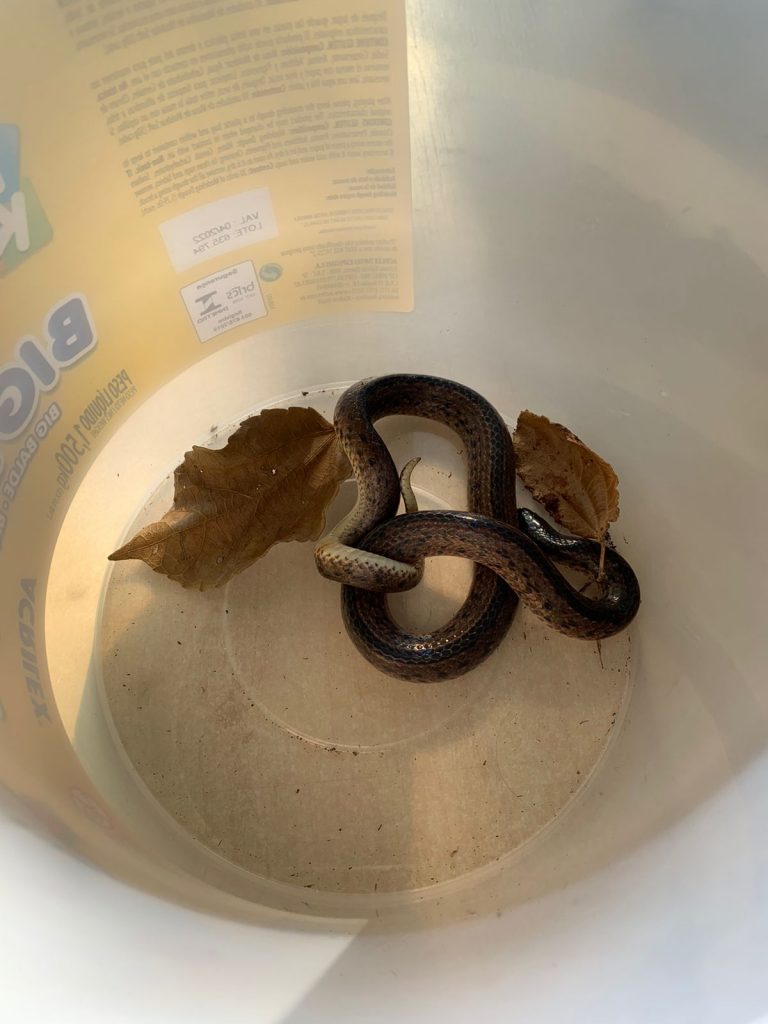 Cobra é encontrada nas dependências de Cmei no Bairro Brasília