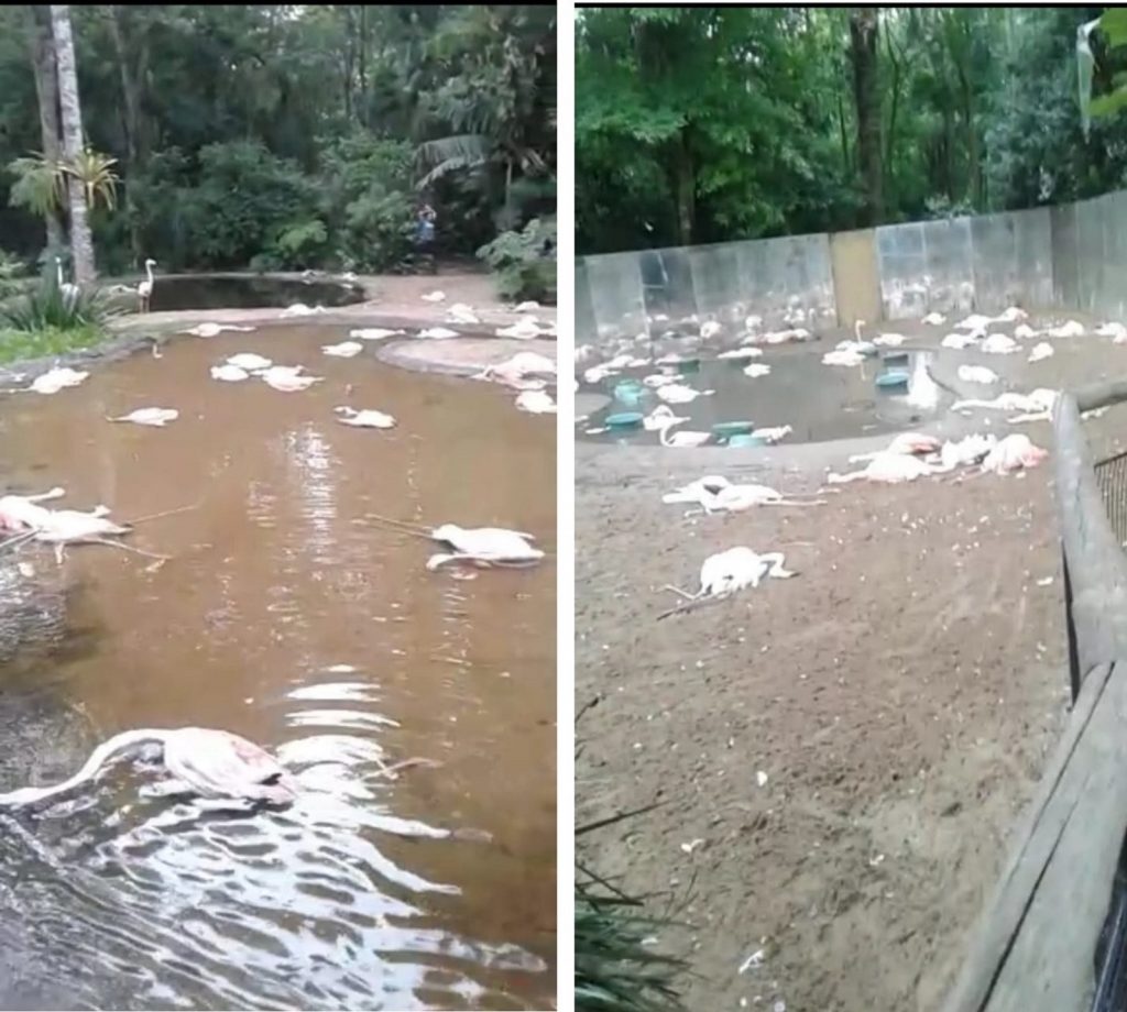 Vídeo: Parque das Aves cancela visitação por morte de flamingos