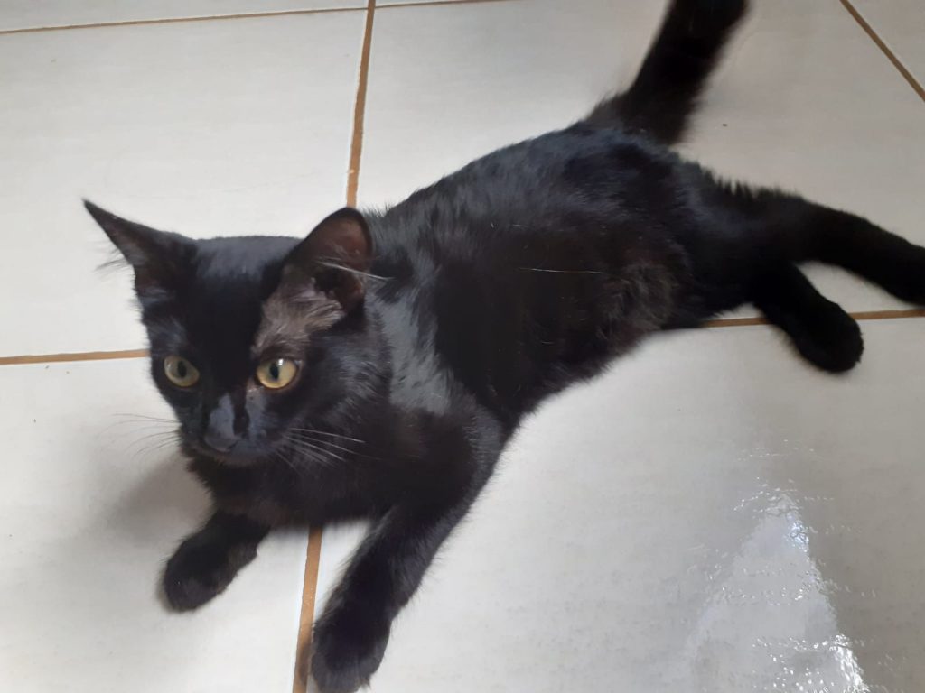 Gatinho foi encontrado no Santa Cruz