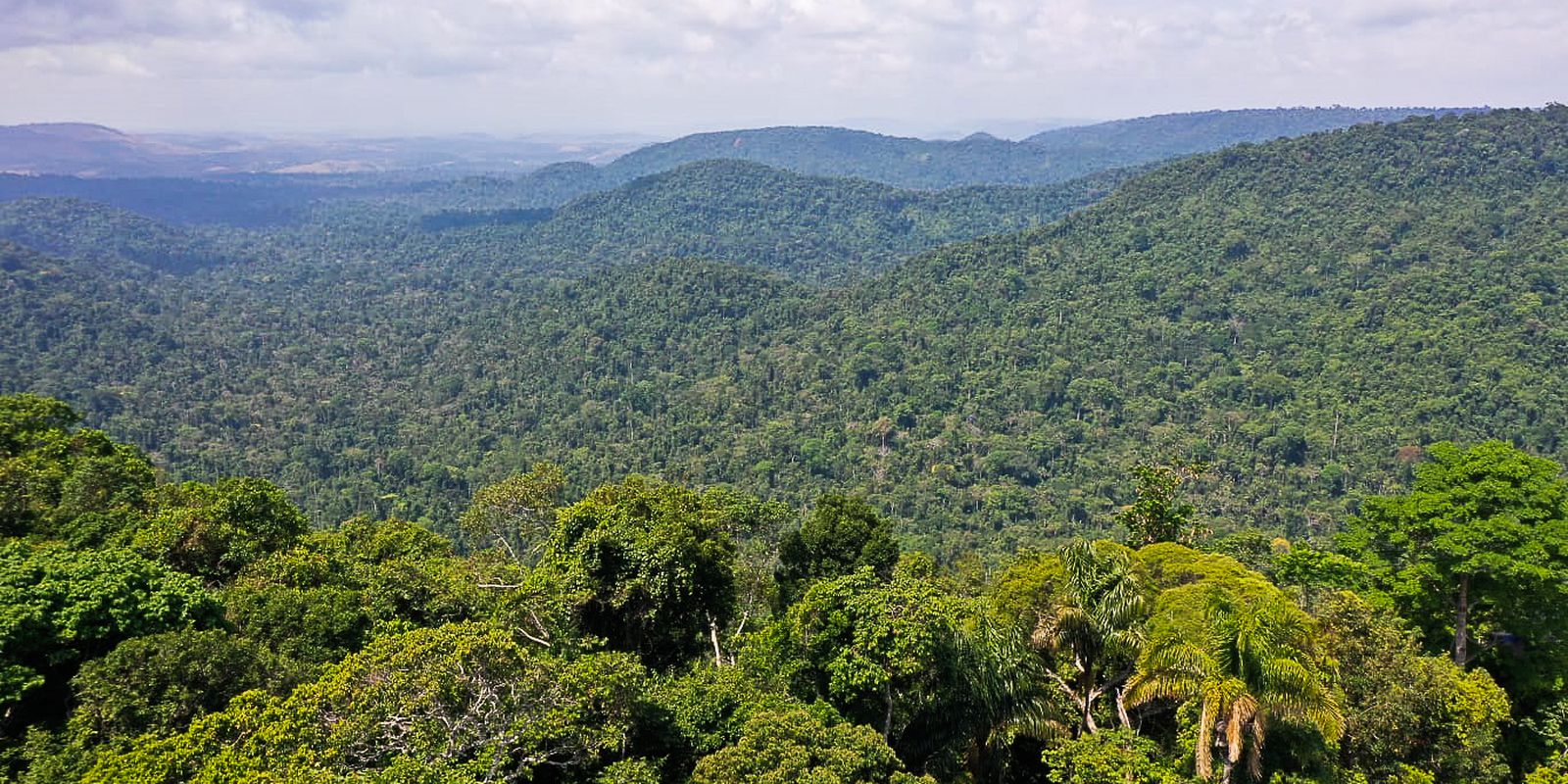 Imagem referente a Petrobras e BNDES vão ampliar investimentos em restauração florestal