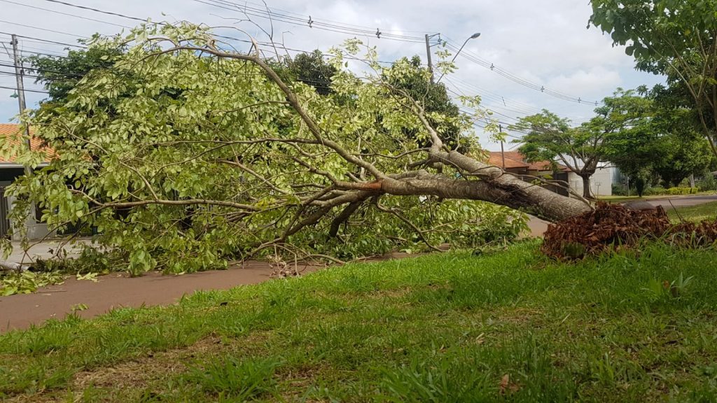 Árvore cai e interdita rua no Bairro Pacaembu