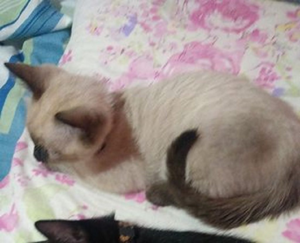 Gatinha sumiu de uma casa na Rua Sociologia e internauta tenta encontrá-la