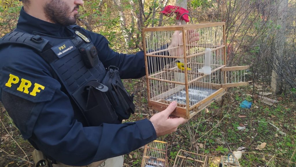 PRF resgata 12 pássaros e autua homem por tráfico de animais silvestres em Picos