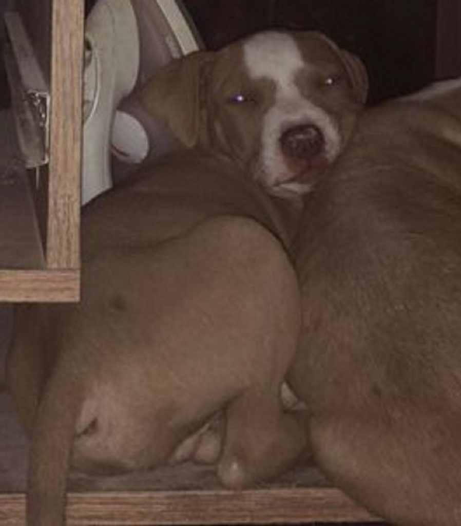 Internauta procura cachorro que fugiu de residência na Rua Galileu