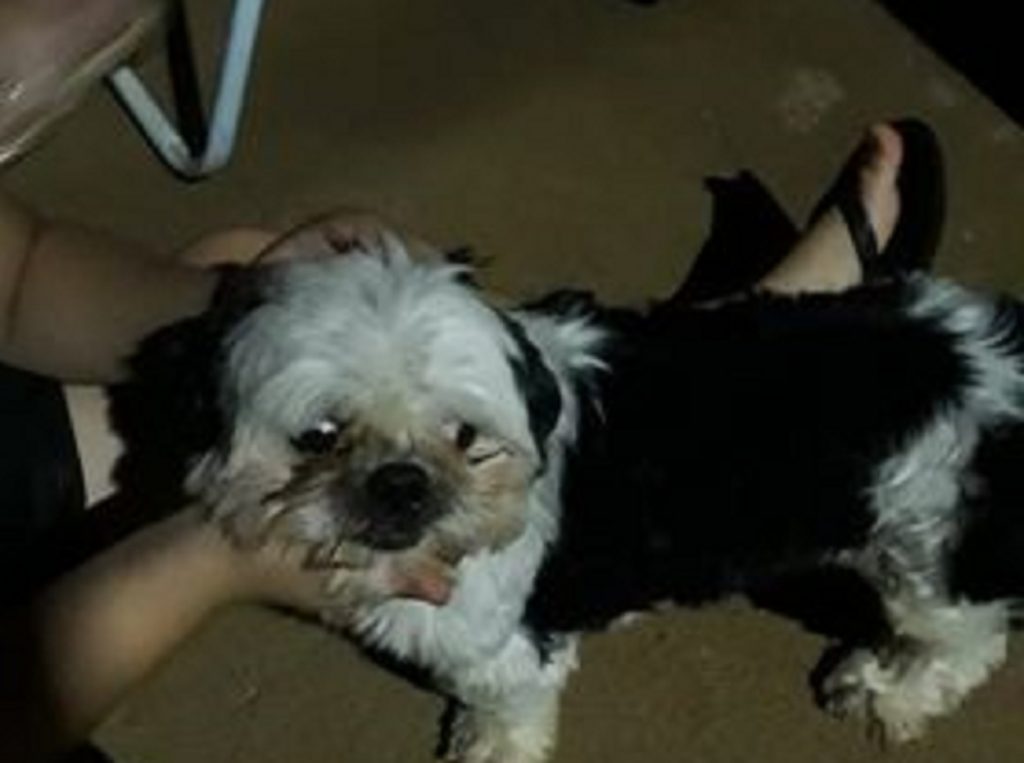Internauta encontra cachorro de estimação e procura dono para devolvê-lo