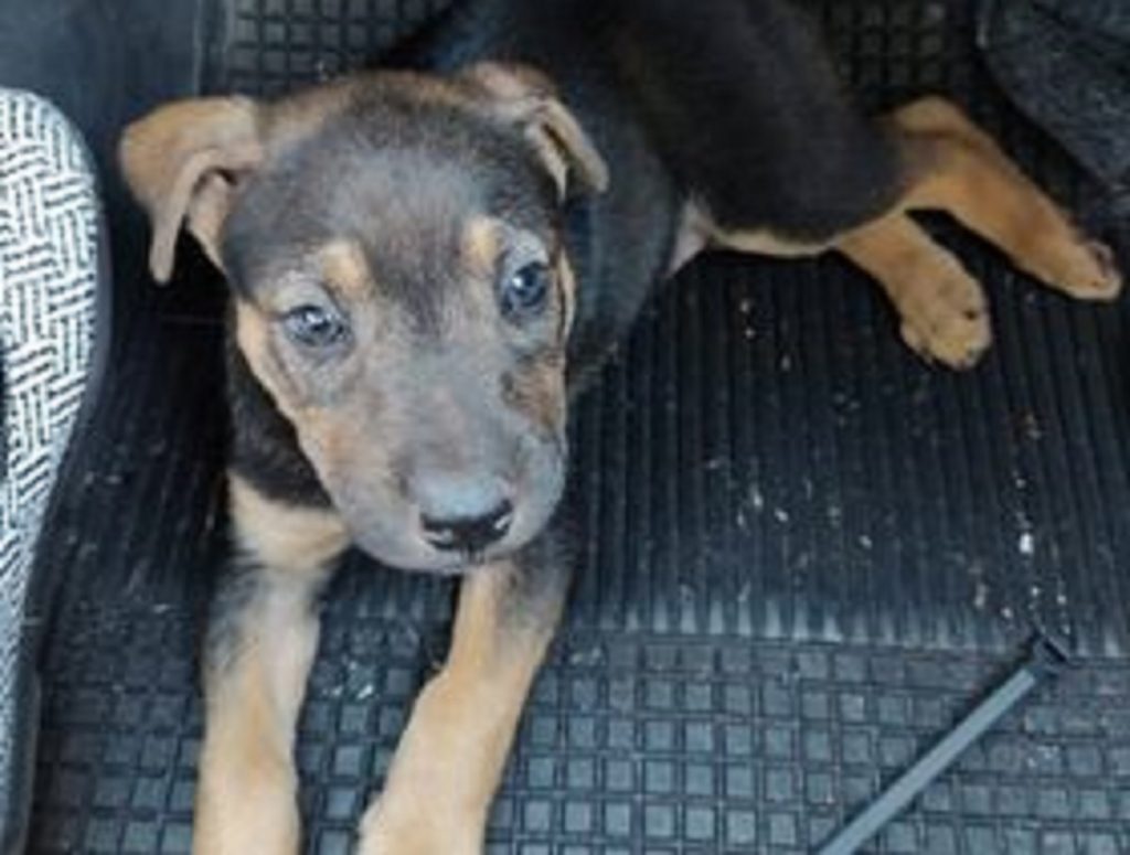 Mulher encontra cachorra de estimação e procura dono para devolver ou família para adotá-la