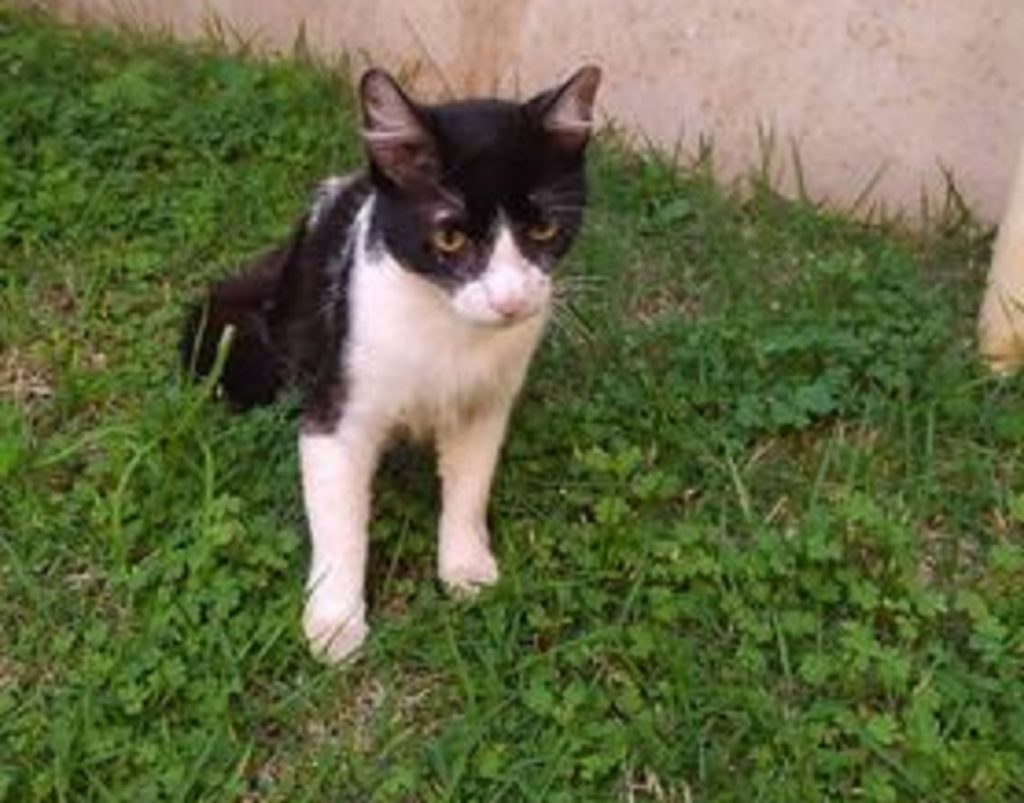 Internauta encontra gatinho de estimação e quer devolver ao dono