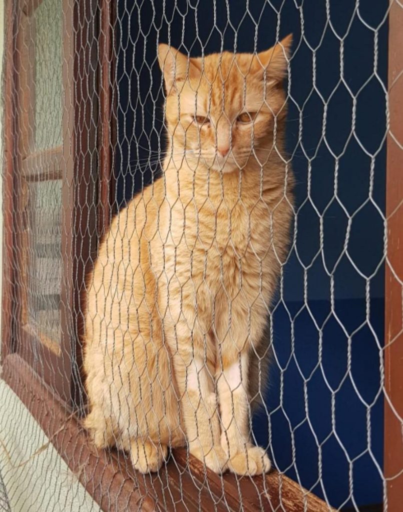 Gatinho sumiu na Neva
