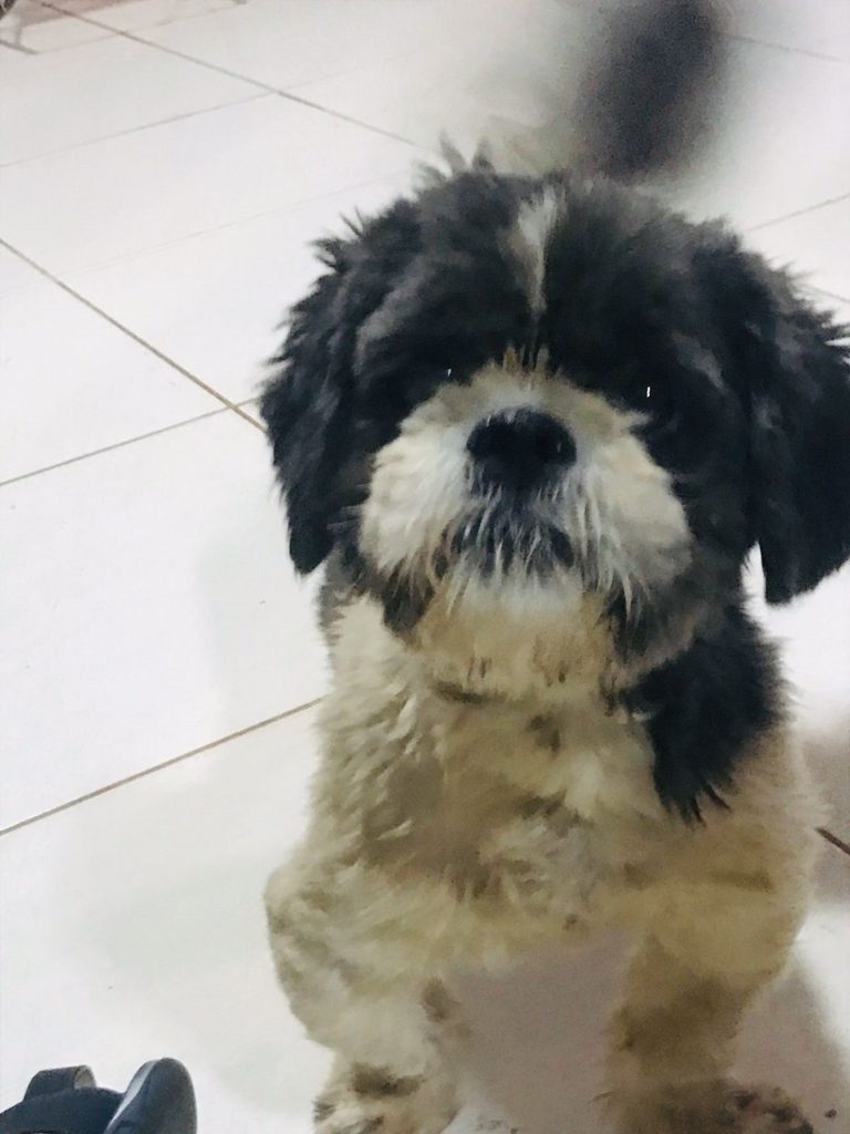 Internauta localiza cachorrinho e tenta encontrar o dono Internauta localiza cachorrinho e tenta encontrar o dono