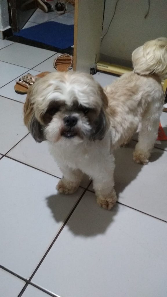 Internauta tenta localizar cachorro que sumiu na região do Bairro Floresta