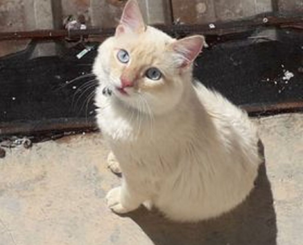 Gatinho de estimação some e internauta pede ajuda para encontrá-lo