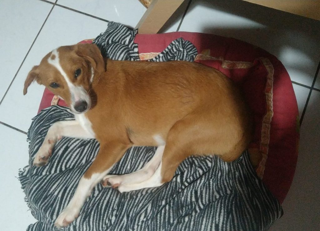 Internauta procura cachorra que sumiu na região do Bairro Faculdade Internauta procura cachorra que sumiu na região do Bairro Faculdade