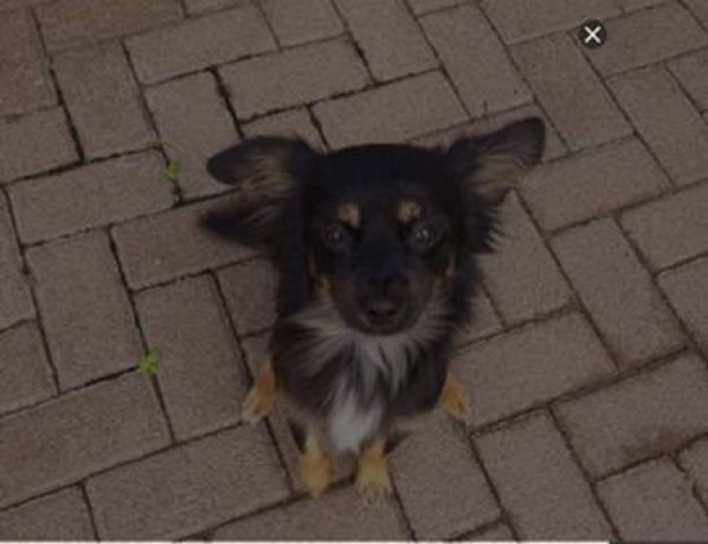 Cachorrinho Thor está desaparecido no Bairro Canadá