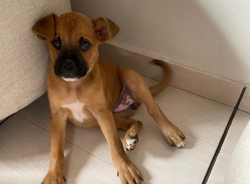 Cachorro filhote é encontrado no Bairro Periolo
